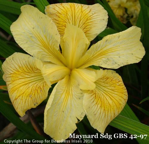 Maynard Sdg GBS 42-97